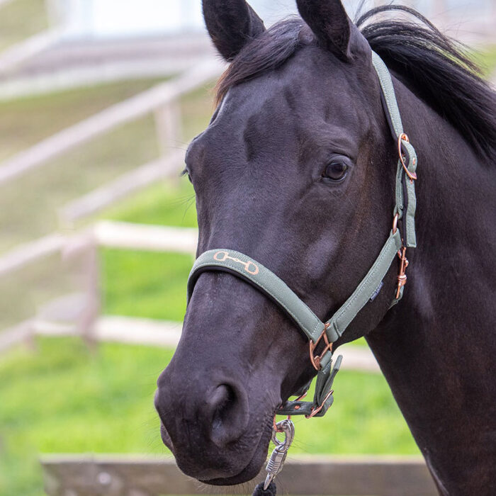 Harry's horse Grime Bit Grøn