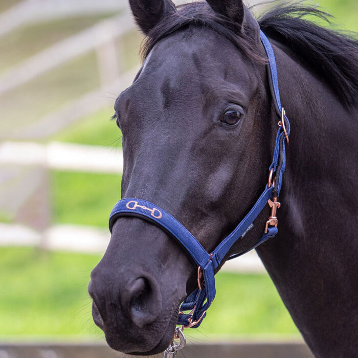 Harry's horse Grime Bit Navy
