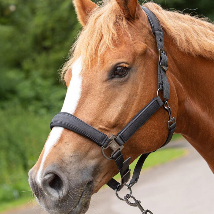 Harry's Horse Headcollar Denici Cavalli Shadow - Billede 2