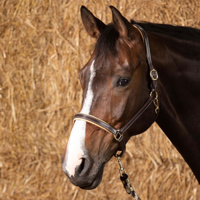 Harry's Horse Lædergrime Elegance - Billede 2
