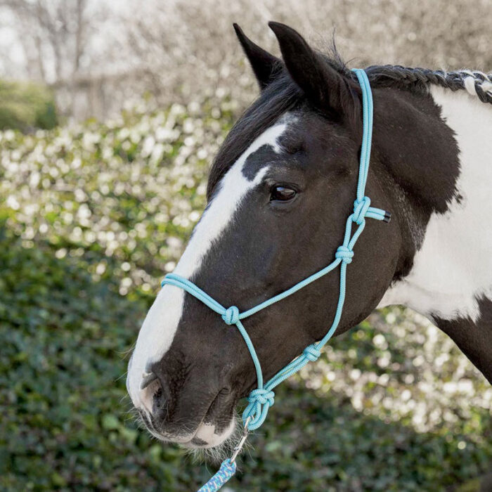Harry's Horse lyseblå rebgrime - Billede 2