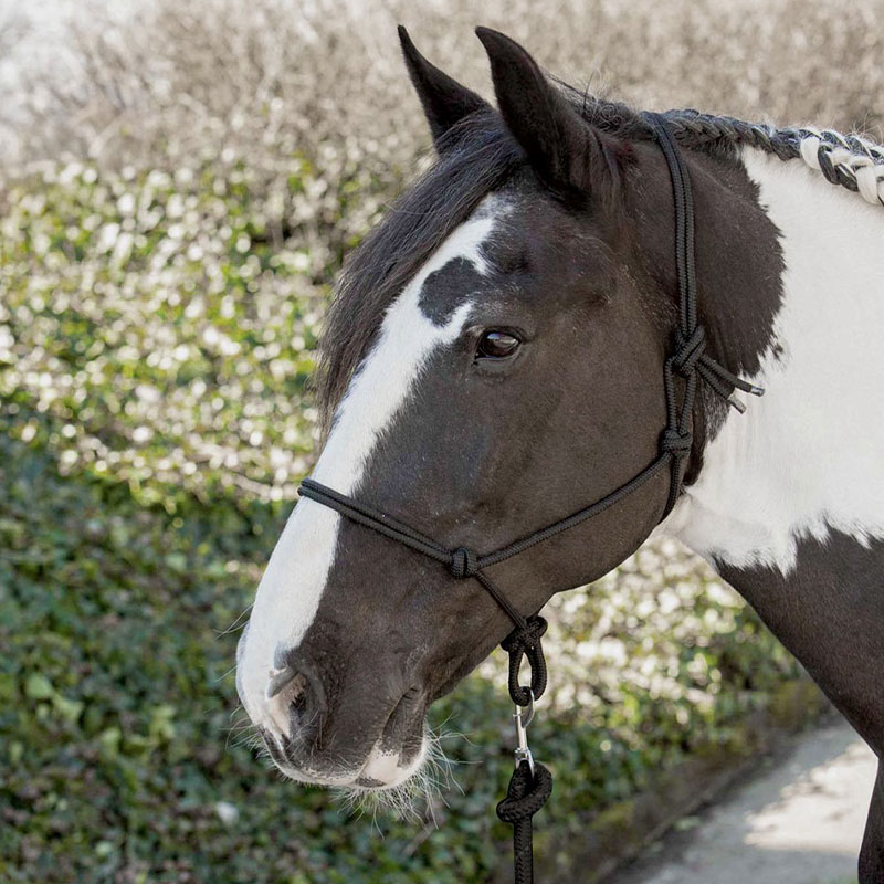 Harry's Horse sort rebgrime - Billede 2