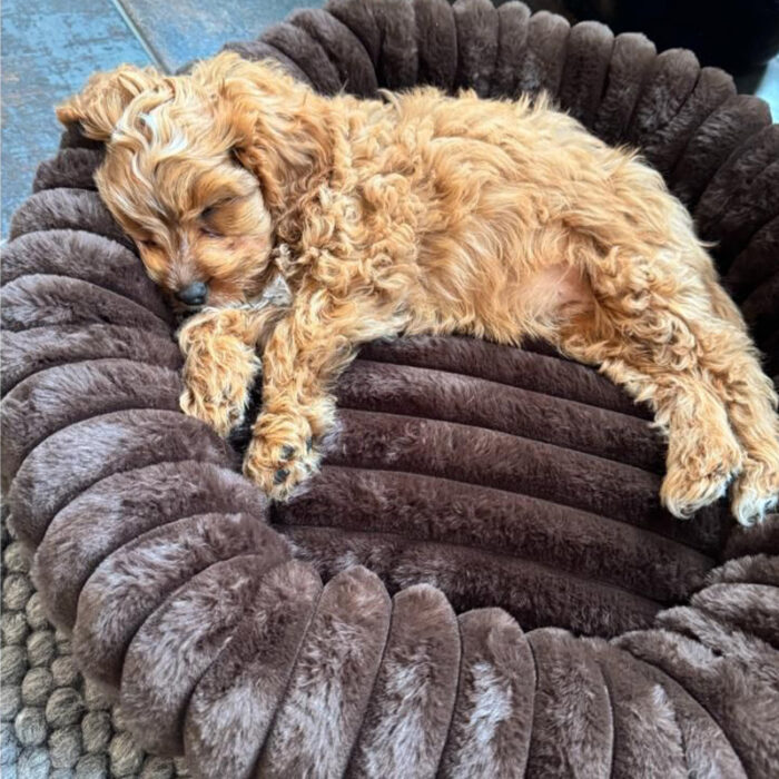 Nordic Paws Ripple Comfort Espresso - Billede 2