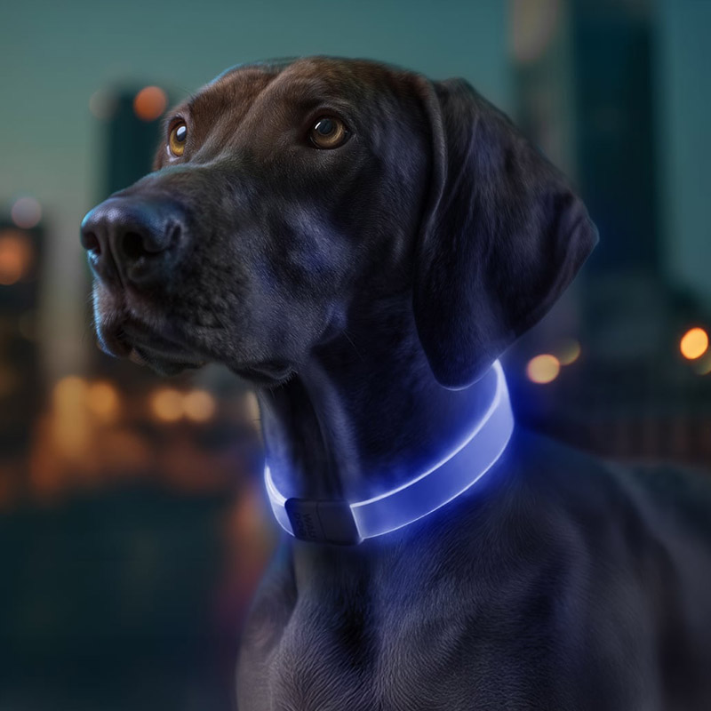 WAUDOG LED light up dog collar - Billede 2