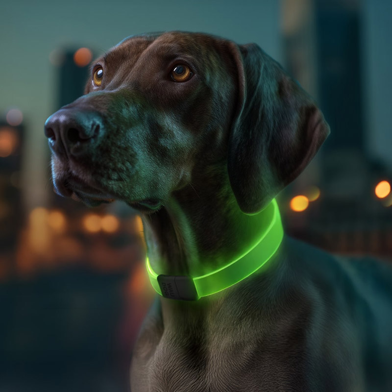 WAUDOG LED light up dog collar - Billede 3